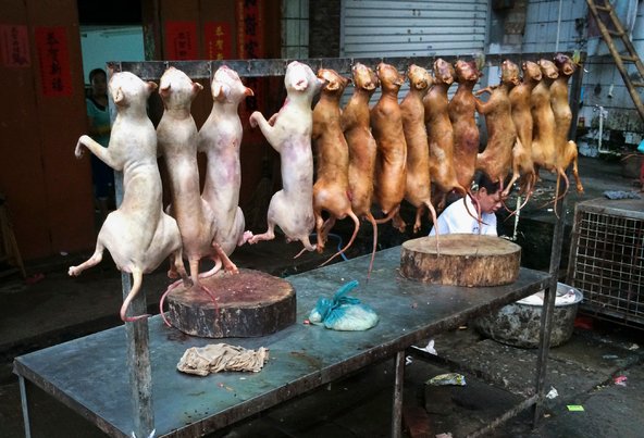 Çin'de festival uğruna 40 bin köpek katledildi